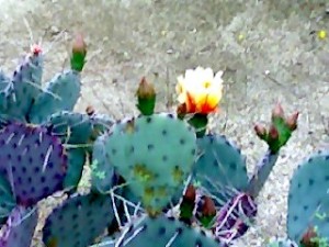 california cactus